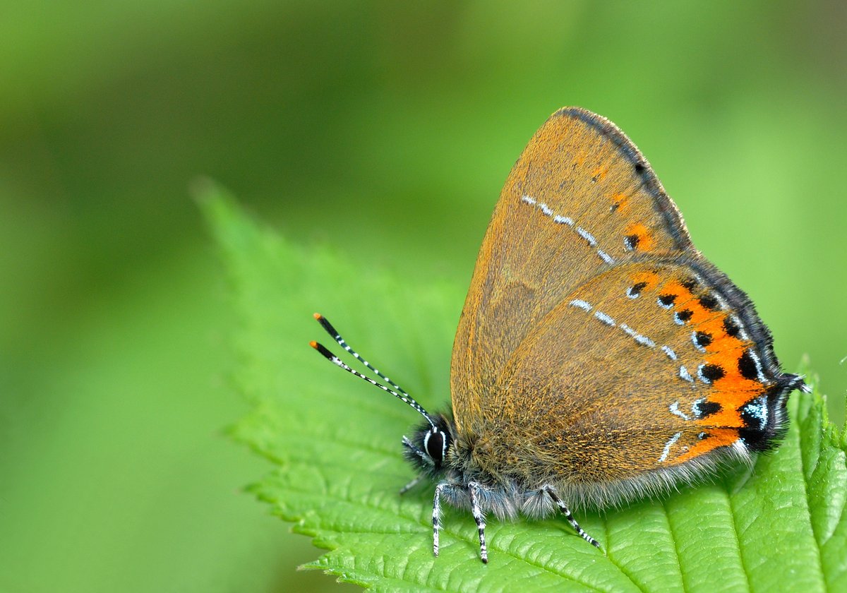 Butterfly Conservation 🦋 tweet media