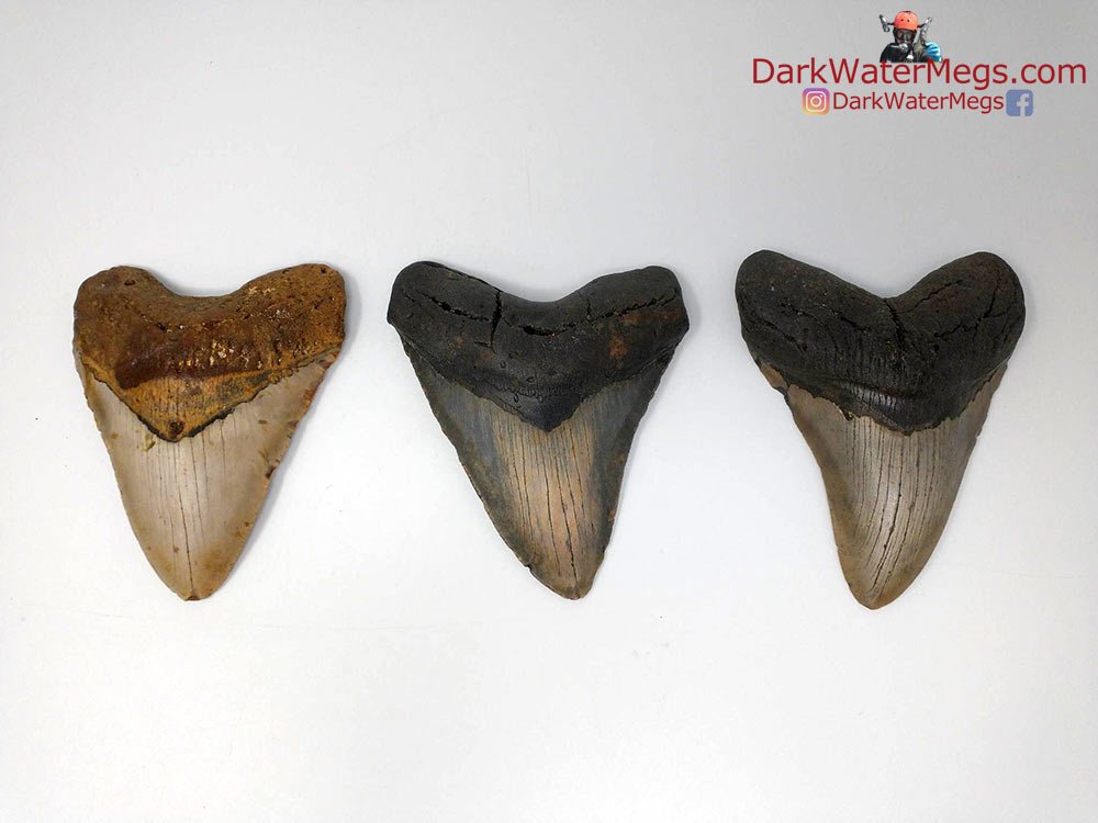 DarkWaterMegs's tweet image. No two megalodon teeth are exactly the same.
More information / pictures / videos on megalodon teeth and the Dark Water Megs megalodon jaw:
darkwatermegs.com
#megalodon #fossil #darkwatermegs #megalodonjaw #sharkteeth #fossils #history #giftideas #ocean #shark