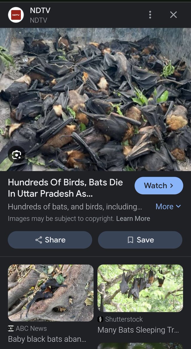 dilthi_gujarati's tweet image. 🐦 पक्षियों के दिल इंसानों से 3 गुना तेज़ धड़कते हैं, 200 dB की आवाज़ से वे हार्ट अटैक से मर जाते हैं।
@Greenpeace @narendramodi
#SayNoToCrackers #FirecrackerBan #CrueltyFreeDiwali