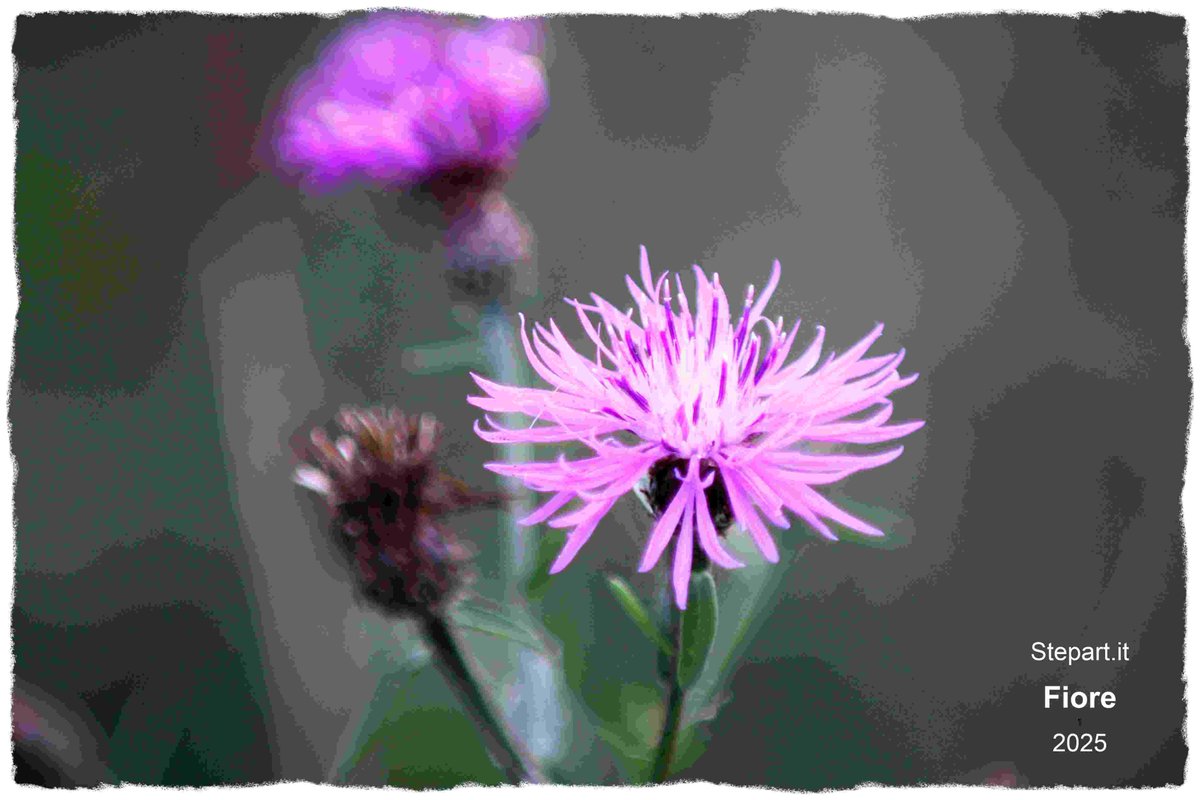 step2018step2's tweet photo. Fiore
#Fiore #stepart #italia #europa #mondo #NaturePhotography #NatureIsMagic #NatureLover #NatureArt #Italy #photographer #photographies #life #stepart #photographynews #Nature #Canon #Tamron #2000D #art
https://t.co/hrwRCApT4o https://t.co/JgkD0DZZIb