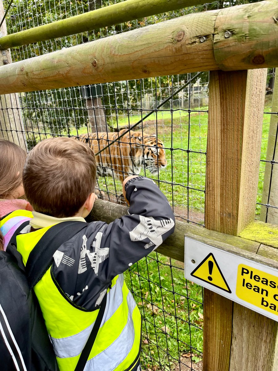 EastfieldPSHull's tweet image. 1HR had a fantastic time at Yorkshire Wildlife Park today! 🐾 🦁🦓 We explored amazing animals and learned all about different animal groups – from mammals to reptiles! #epsscience