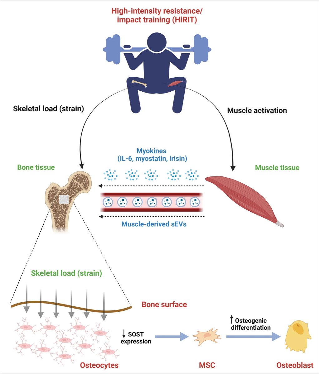 Exercise for Postmenopausal Bone Health – Can We Raise the Bar?
link.springer.com/article/10.100…
