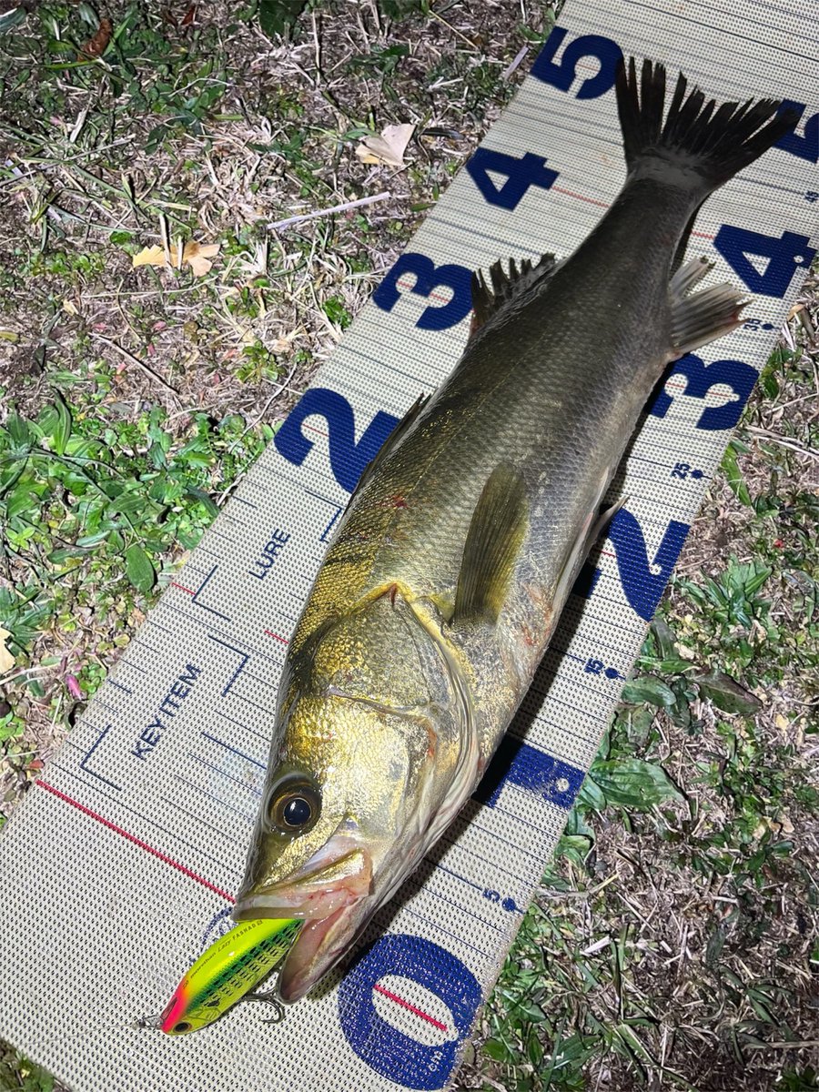 daiP_A_LUNKER's tweet photo. お久しぶりのシーバス✨
嬉しい〜！

#SEABASS
#シーバス
#DAIWA
#LATEO96M-R
#LAZYFASHAD70S
#fimo
#PURSUINGALUNKER. https://t.co/pN21tONNx9