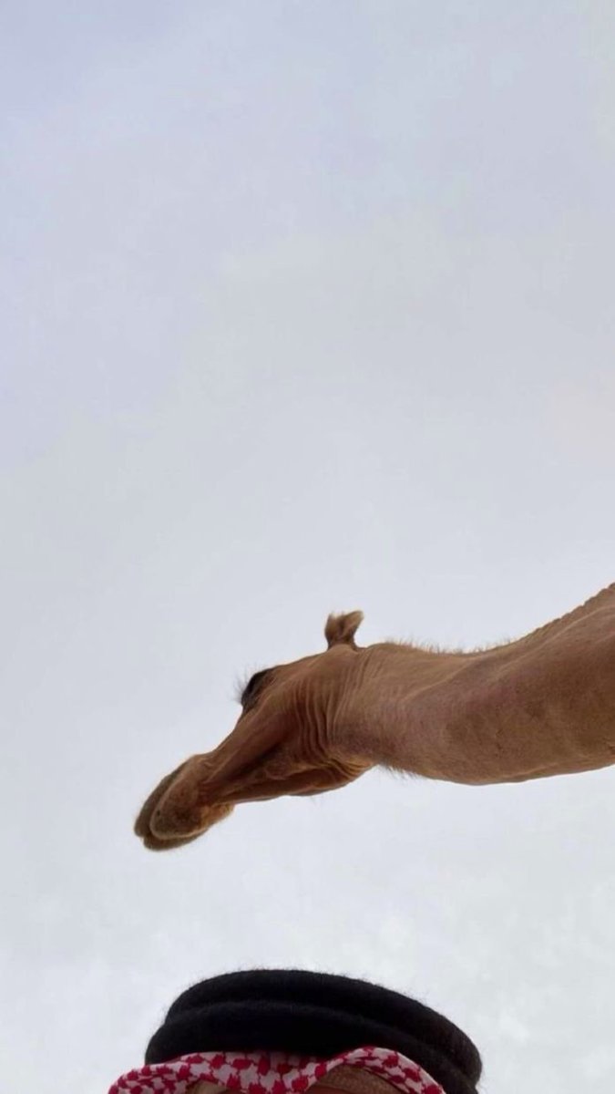 __El____'s tweet image. " مداهيل بدوٍ فوق الراس قدر ومقام"