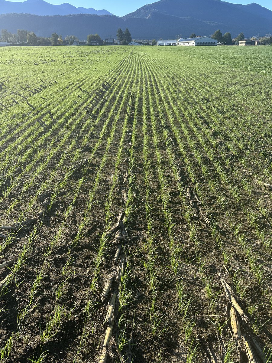 Kevin Bisschop 🇨🇦 🐄🧍‍♂️ tweet media