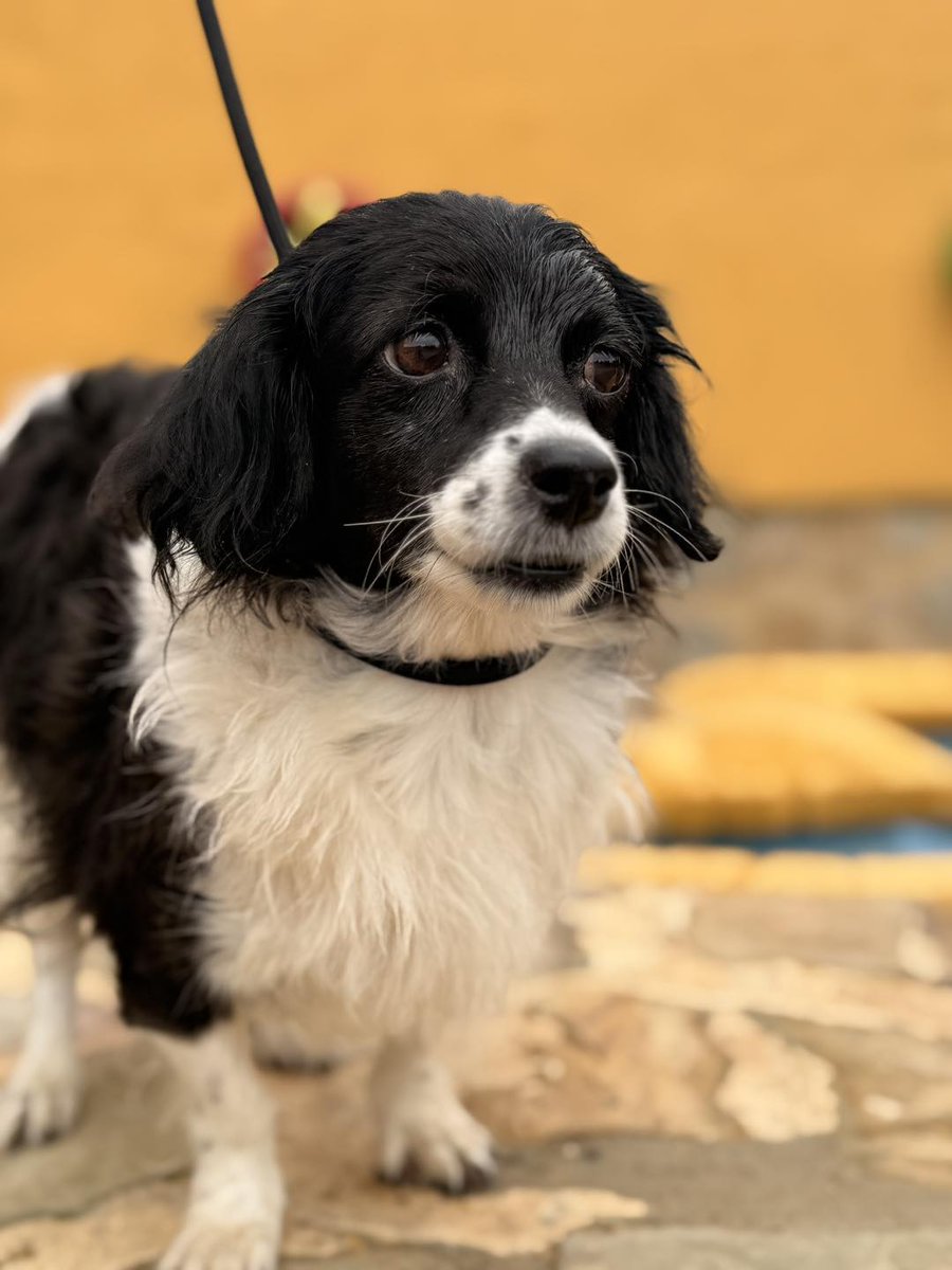 #Jaén
Esta peludina tan linda de 7 años es #NANDI. Llegó junto a otros perros, porque sus dueños (que no familia), ya no la quería 🤬

Al principio es tímida, siempre ha vivido en la misma casa y ahora al cambiar, es totalmente normal, pero con un poco de paciencia y cariño será