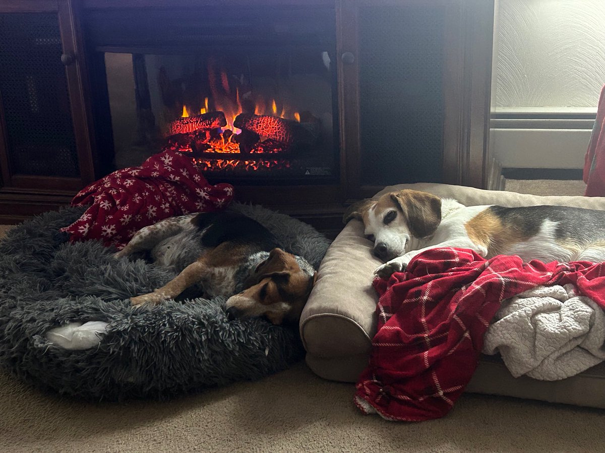 TwoBeags's tweet image. Nothing to do on a rainy Monday