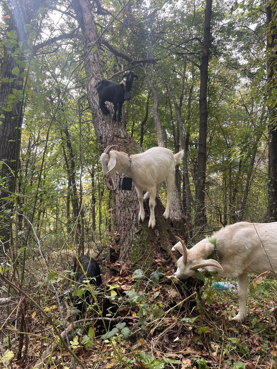 Lady MacGyver tweet media