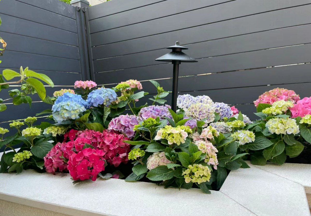 Karen6901's tweet photo. Where flowers bloom, so does hope
#HydrangeaLove #PlantCare #GardenGoals #FreshAndFloral #PeacefulMoments https://t.co/HAodutn7xd