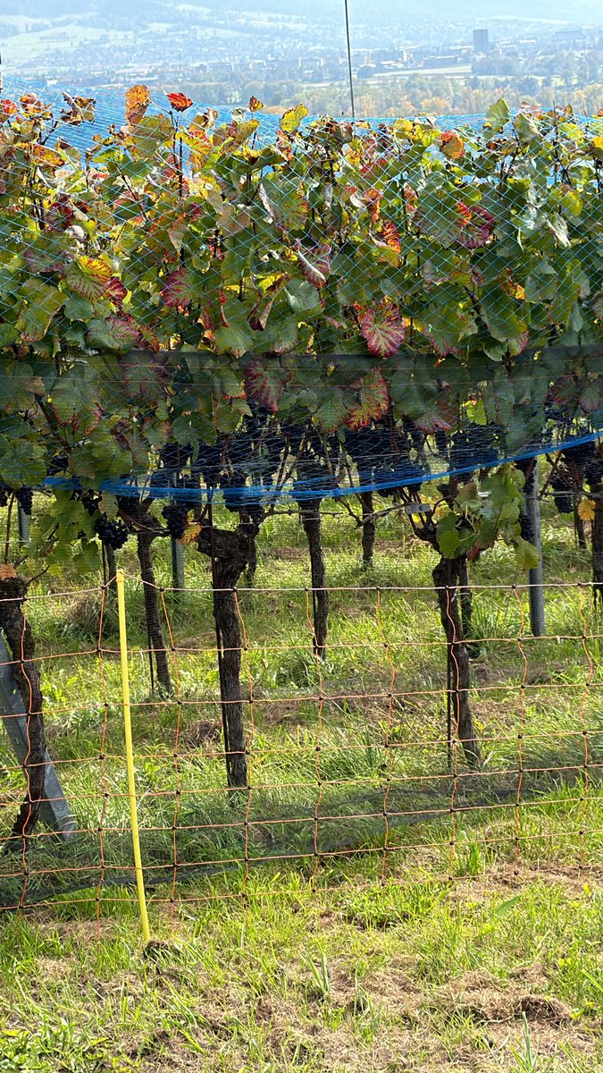 editsc's tweet image. 