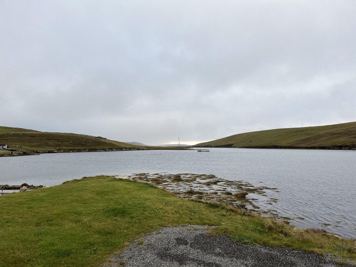 Colin Green (@greeny1955) on Twitter photo Day 11 on Shetland with <a href="/davidearlgray/">David Gray</a>. Weather was a lot better today and even caught up with the B.w.Teal at last. Lots of waders at the Pool of Virkie and even found a G.W. Egret at Outdoor centre at Bridgend. What will our last day bring. 🤞 Day 11 on Shetland with <a href="/davidearlgray/">David Gray</a>. Weather was a lot better today and even caught up with the B.w.Teal at last. Lots of waders at the Pool of Virkie and even found a G.W. Egret at Outdoor centre at Bridgend. What will our last day bring. 🤞