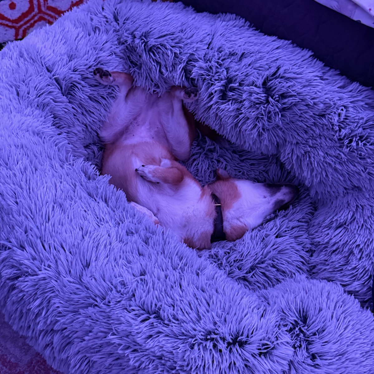 Pets should NEVER be used as streaming props, having a dog cam is perfectly fine. But forcing what supposed to be apart of your family to a stage prop should never be. 

Love your animals 

Post your babies below 🤍