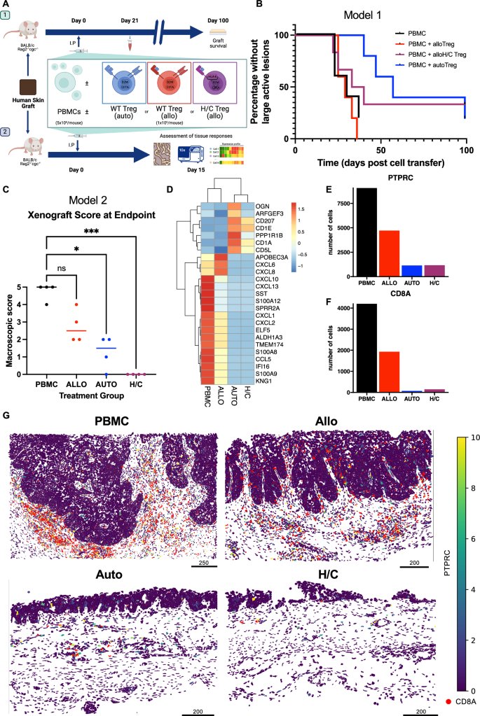 HLA matching or CRISPR editing HLA-I/II enables engraftment &amp; function of allo human Treg therapy in a humanized mouse transplantation model <a href="/NatureComms/">Nature Communications</a>  <a href="/dlwagner13/">Dimitrios L. Wagner</a> <a href="/olivermccallion/">Oliver McCallion</a> <a href="/WeijieDu/">Weijie Du</a>  <a href="/ViktorGlaser/">Viktor Glaser</a> <a href="/fgissa/">Fadi Issa</a> 🇬🇧🇩🇪🇺🇸
nature.com/articles/s4146…