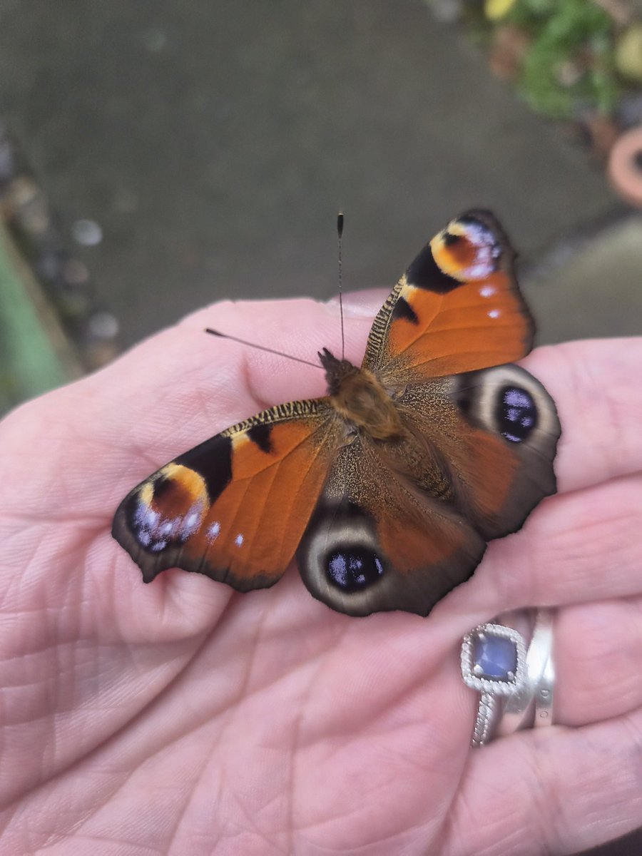 A Beautiful butterfly landed on me today  "Butterflies rest when it rains because it damages their wings. It's okay to rest during the storms in your life. You'll fly again when it's over"  fab advice  #NaturePhotography #nature #MentalHealthMatters #MentalWellness