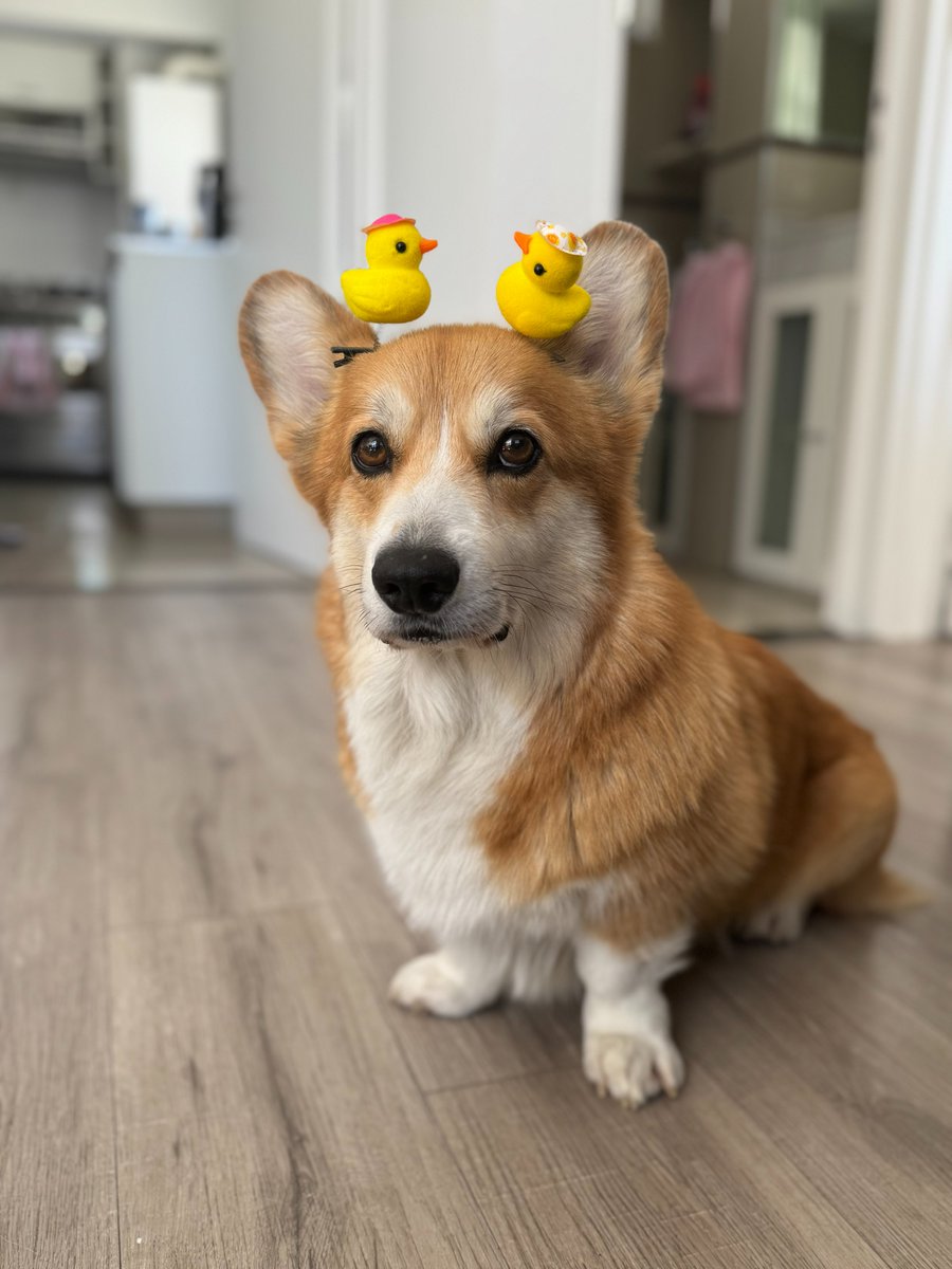 MH_Gamedev's tweet image. Meet our new HEAD of Marketing 🐾

#gamedev #indiedev #gamedevlife #madewithgodot #HUEVO