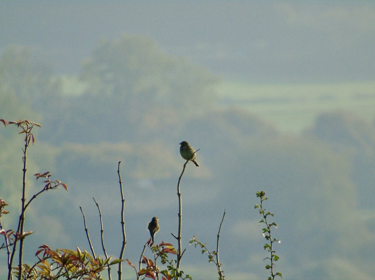 crpm2003's tweet photo. Bits from the weekend:

Changing seasons with the 1st Redwing for Wilts on my nocmig on the 8th and my 1st Golden Plover flock today.

A big group of 24 Stone Curlew was also great to see at @Natures_Voice Winterbourne Down and there was 3 GWE, 5 Wigeon + 3 Corn Bunt at Fonthill https://t.co/mQPLnik3xX