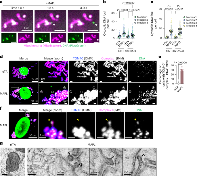 LabWaggoner's tweet image. Mitochondrial anchored protein ligase (MAPL) induces pyroptosis through an inflammatory pathway involving mitochondria and lysosomes @NatureCellBio 
@mitodynamics @mitocollier @mcgillu 🇨🇦
nature.com/articles/s4155…