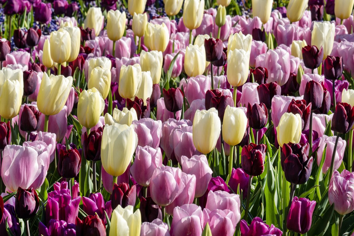 Núria Moreras tweet media