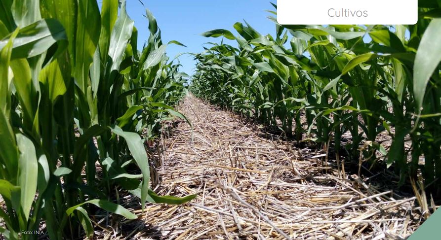 NOVEDADES REVISTA INIA:
✅Un nuevo enfoque para la fertilización nitrogenada en maíz: modelo de recomendación OptiFert-N.
▶️inia.uy/sites/default/…