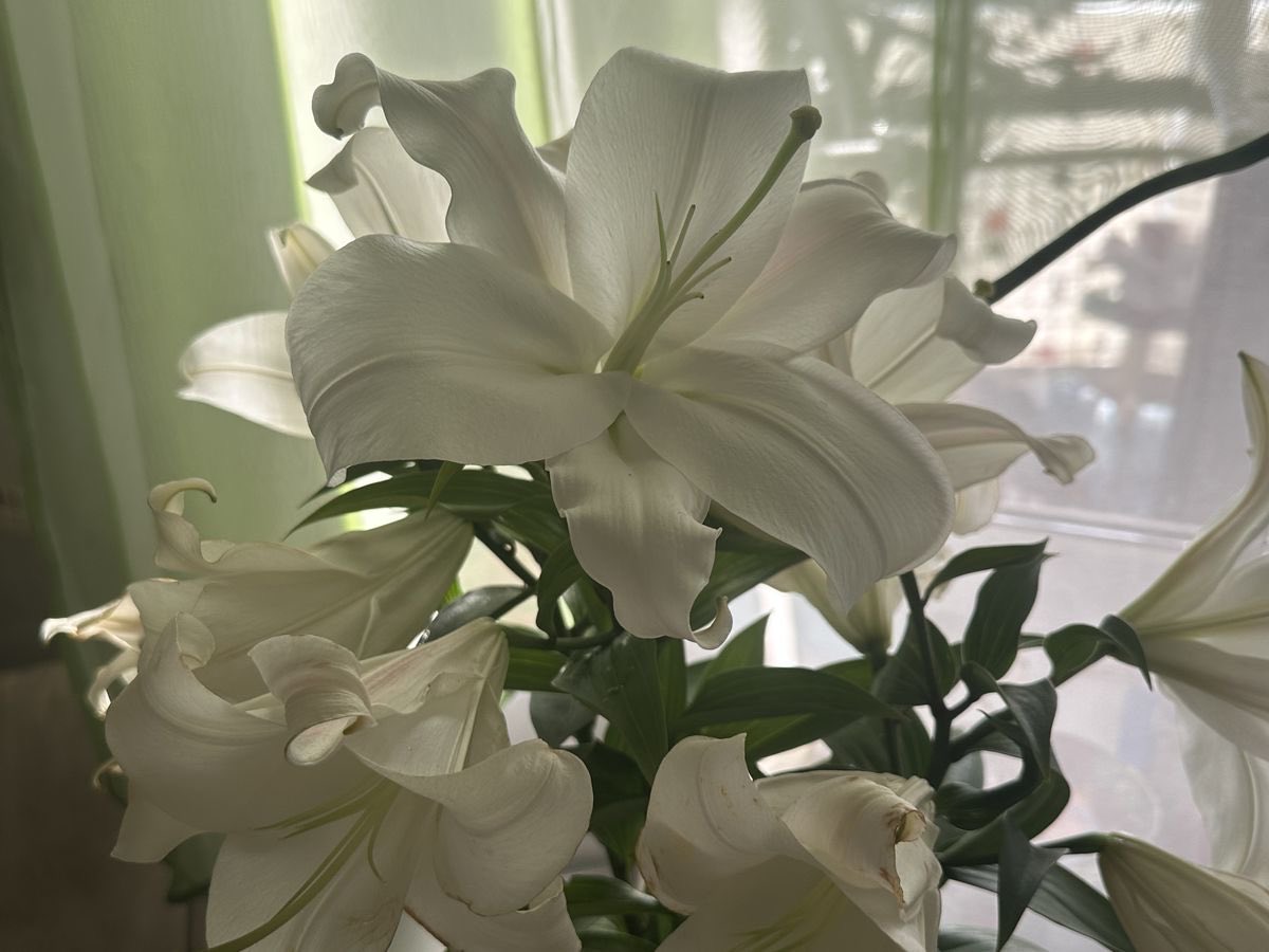 Nooni (@chaarpaai) on Twitter photo 