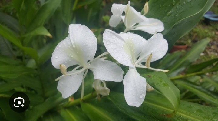 El 13/10/1936 se declaró la Mariposa Blanca como Flor Nacional de #Cuba aunque no es oriunda. Testigo de la gesta independentista, las mujeres llevaban mensajes escondidos, entre los tallos y las hojas blancas para el Ejército Libertador. 
#CubaViveEnSuHistoria
#LaHabanaDeTodos