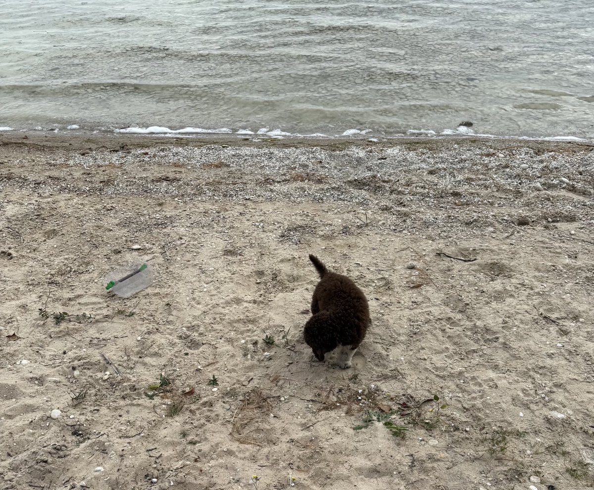 Leo…. Learning … should he buy the  dip…