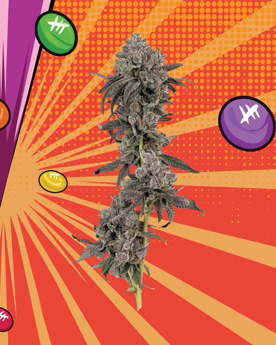 Pops 41 popped back out 👀 New batch 🔥