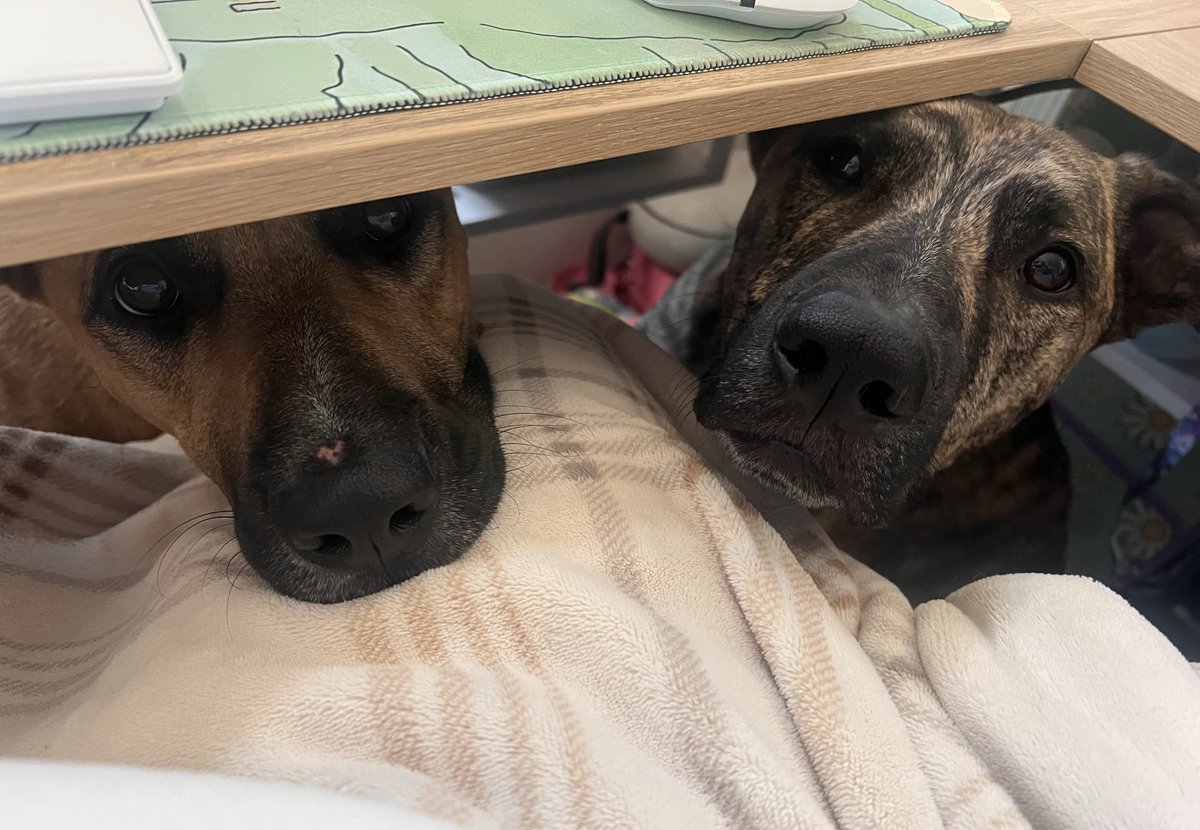 moonharpyVT's tweet image. So a lot has happened this past week bunnies and I didn't want to have to ask but I need to ask for help now. 🩵😞

My daily car broke down and it'll take about $1000 dollars to repair but I also need to save up $1,700 for car insurance so I can't pay for the repairs. I added the…