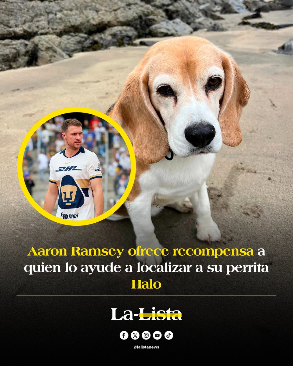 El futbolista galés Aaron Ramsey pasa por un momento muy difícil 😔 

El jugador de los Pumas, y su esposa, Colleen Ramsey, piden ayuda para encontrar a su perrita Halo, que se perdió en San Miguel de Allende, Guanajuato.

📌la-lista.com/deportes/jugad…