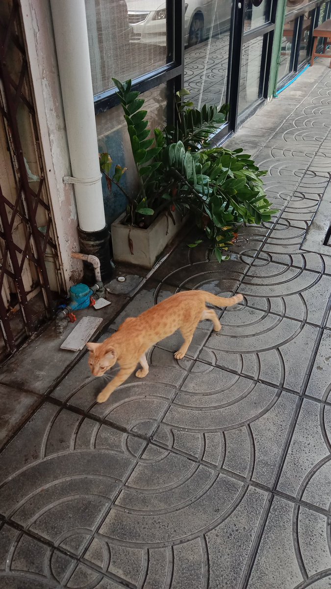 แมวส้ม everywhere