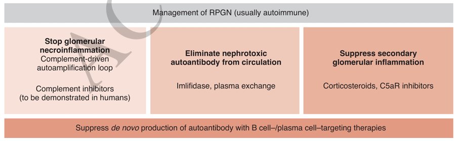 Now online in <a href="/JASN_News/">JASN_News</a> 
<a href="/StefanieSteige6/">Stefanie Steiger</a>  <a href="/PRomagnani/">Paola Romagnani</a> 

How to Cure Autoimmune GN and Podocytopathies

🧐 In RPGN the first priority is to immediately stop glomerular necroinflammation to preserve kidney function.

▶️journals.lww.com/jasn/abstract/…
