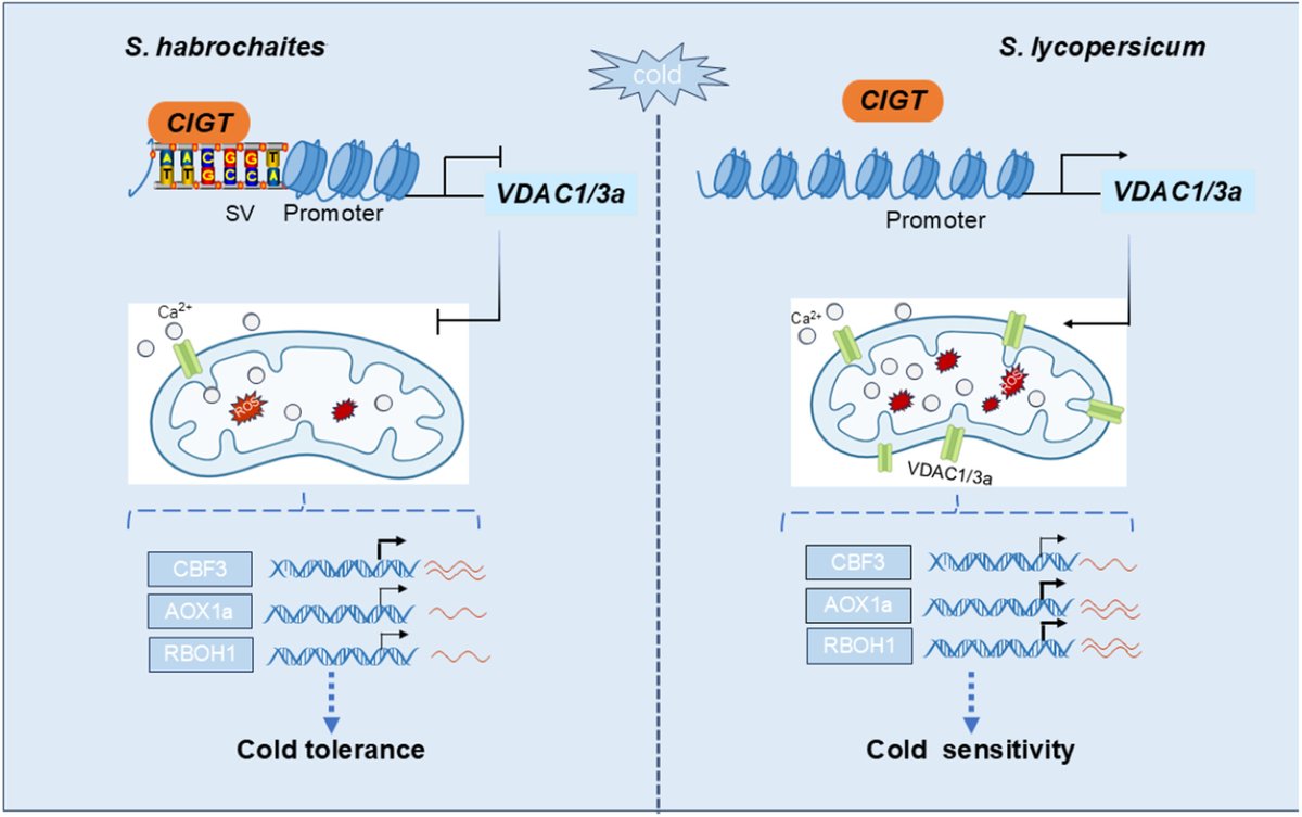 A structural variant of Voltage-Dependent Anion Channel 1/3a confers cold tolerance in Solanum habrochaites

Tao et al.

📖 nph.onlinelibrary.wiley.com/share/ZWKVWCTR…