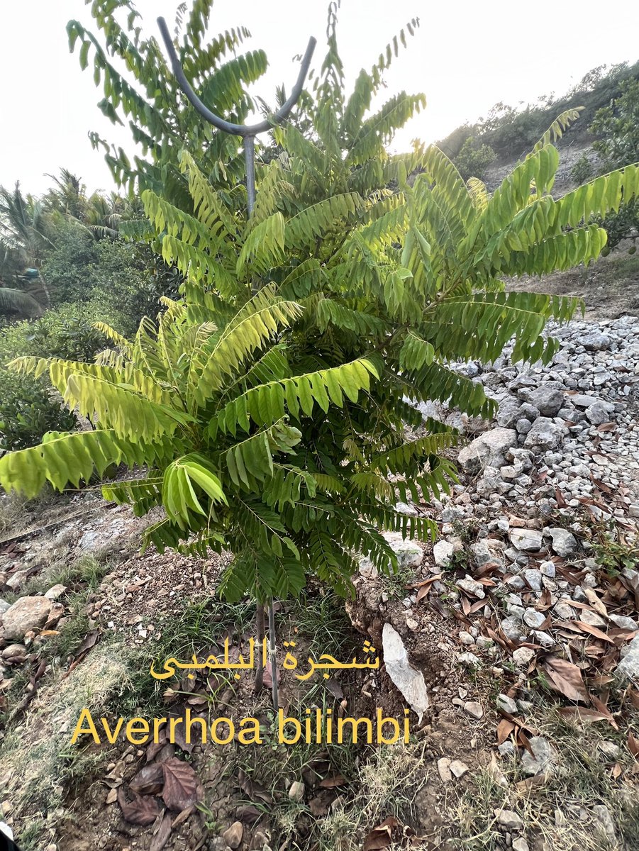 هي شجرة فاكهة استوائية ذات جذع قصير، تنتج ثمارًا تشبه الخيار في شكلها، وتتميز بطعمها الحامض الذي يستخدم في صناعة المربيات والمشروبات. يُعرف أيضًا باسم بيلمبي أو الليمون الهندي، وهي منتشرة في المناطق الاستوائية في آسيا، ويمكن أن يصل ارتفاعها إلى حوالي 5-10 أمتار.