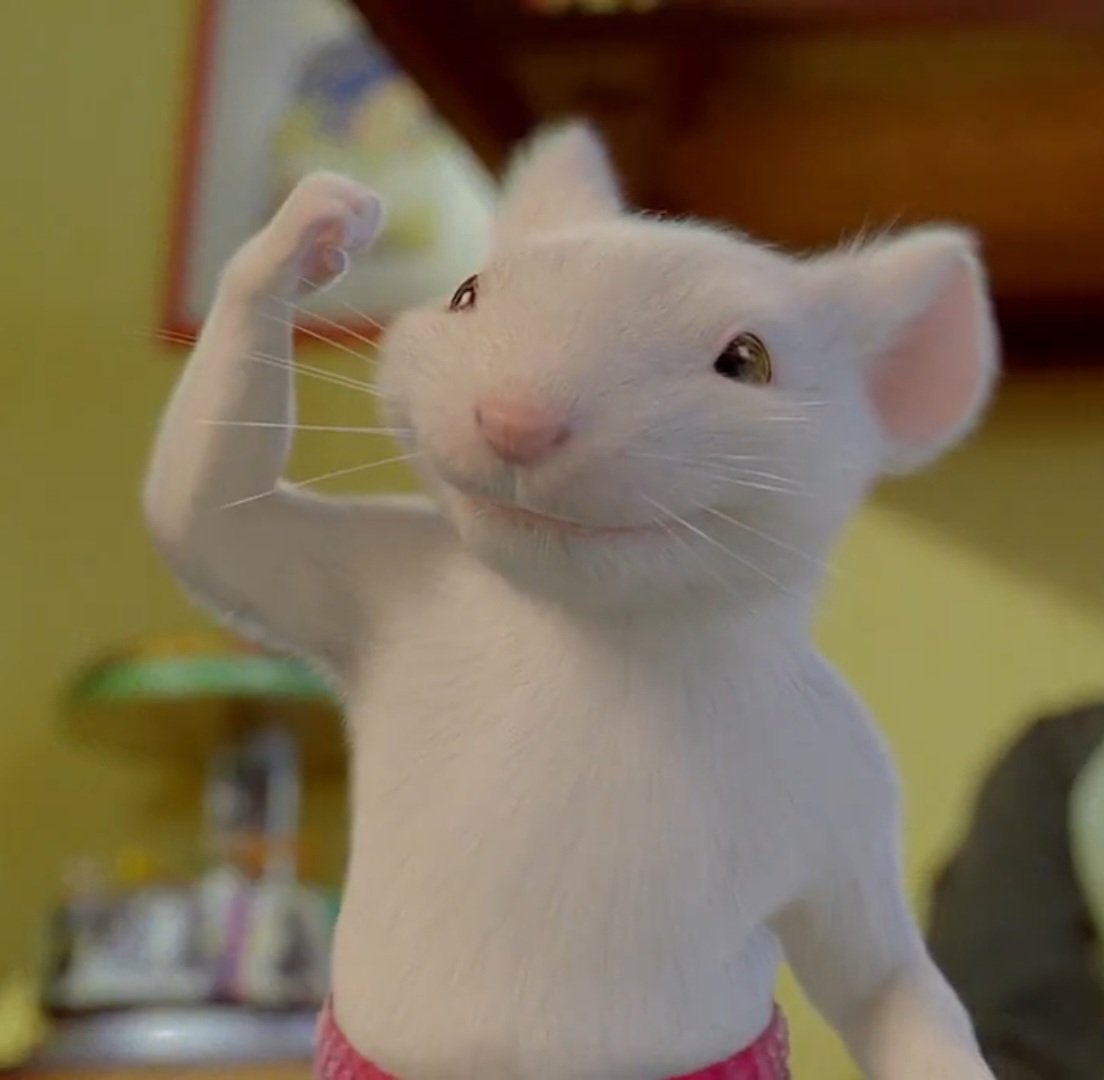 Stuart 🇵🇷 tweet media