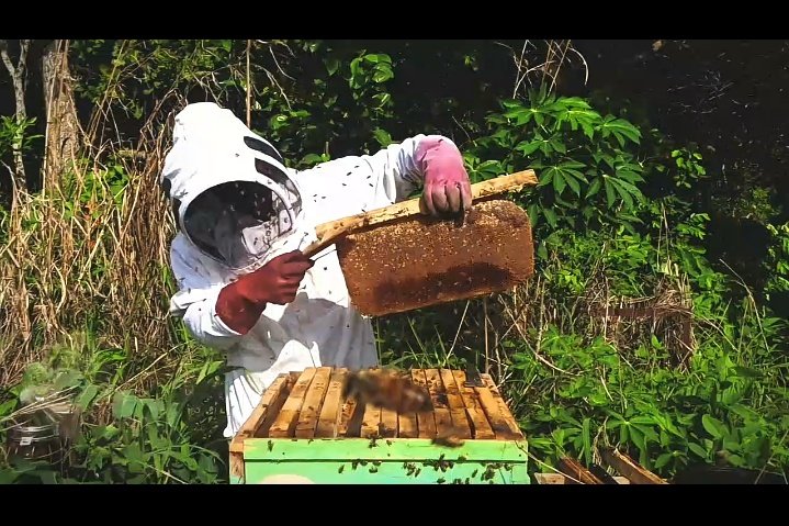 boxheadadeife's tweet image. Asides being an artist, I'm also a small-scale beekeeper and I sell the honey my bees produce.