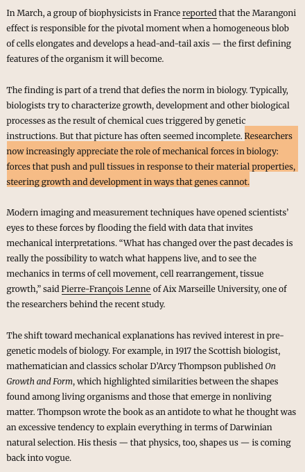 NikoMcCarty's tweet image. This is a nice Quanta article on mechanical forces in biology.

The flow of wine down the sides of a glass (called the Marangoni flow) &quot;is similar to the flow of the tissue in the gastruloid&quot; of a developing embryo.

A cell is a vibrating bag of molecules, but those molecules can…