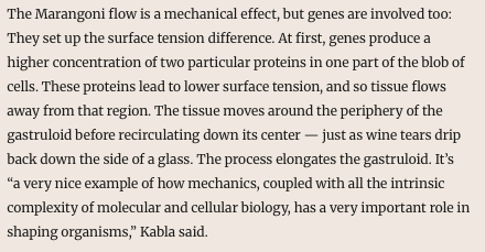 NikoMcCarty's tweet image. This is a nice Quanta article on mechanical forces in biology.

The flow of wine down the sides of a glass (called the Marangoni flow) &quot;is similar to the flow of the tissue in the gastruloid&quot; of a developing embryo.

A cell is a vibrating bag of molecules, but those molecules can…