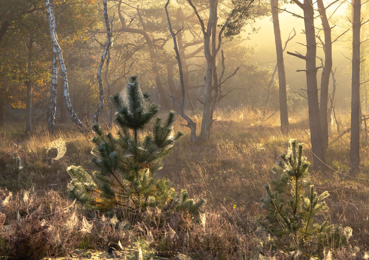 Paul Begijn tweet media