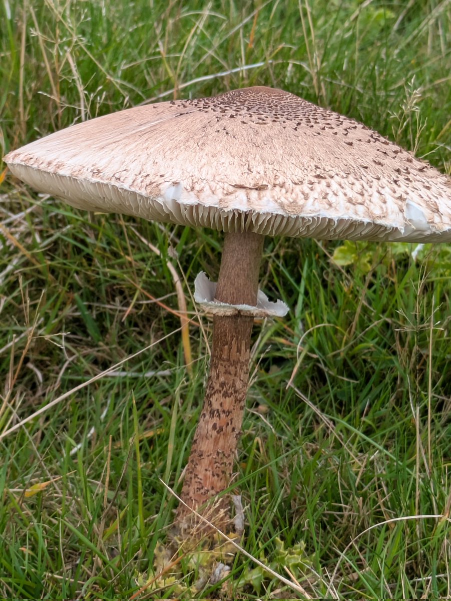 #MushroomMonday  One of many splendid Parasols (Macrolepiota procera) seen recently at Tatton Park. Thanks to <a href="/s4r4h_l/">Sarah L</a> for the heads up.