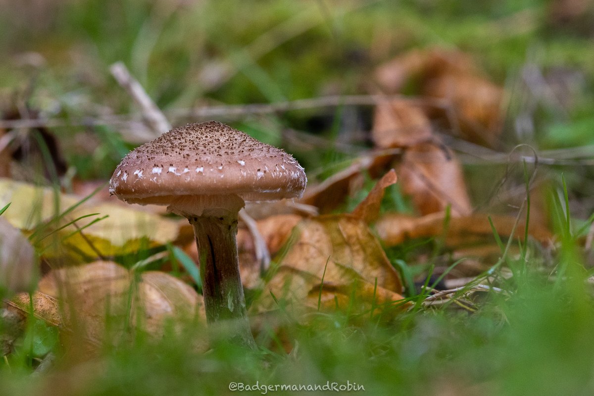 loveday_p's tweet image. One of the Honey fungi (Armillaria genus) as far as I can work out #bbcnatureweek #mushrooms #mushroomhunting #mushroomphotography #mushroomlove #mushroomlover #fungi #fungiphotography #fungilove #fungilovers #inthewoods #Autumn  #AutumnVibes