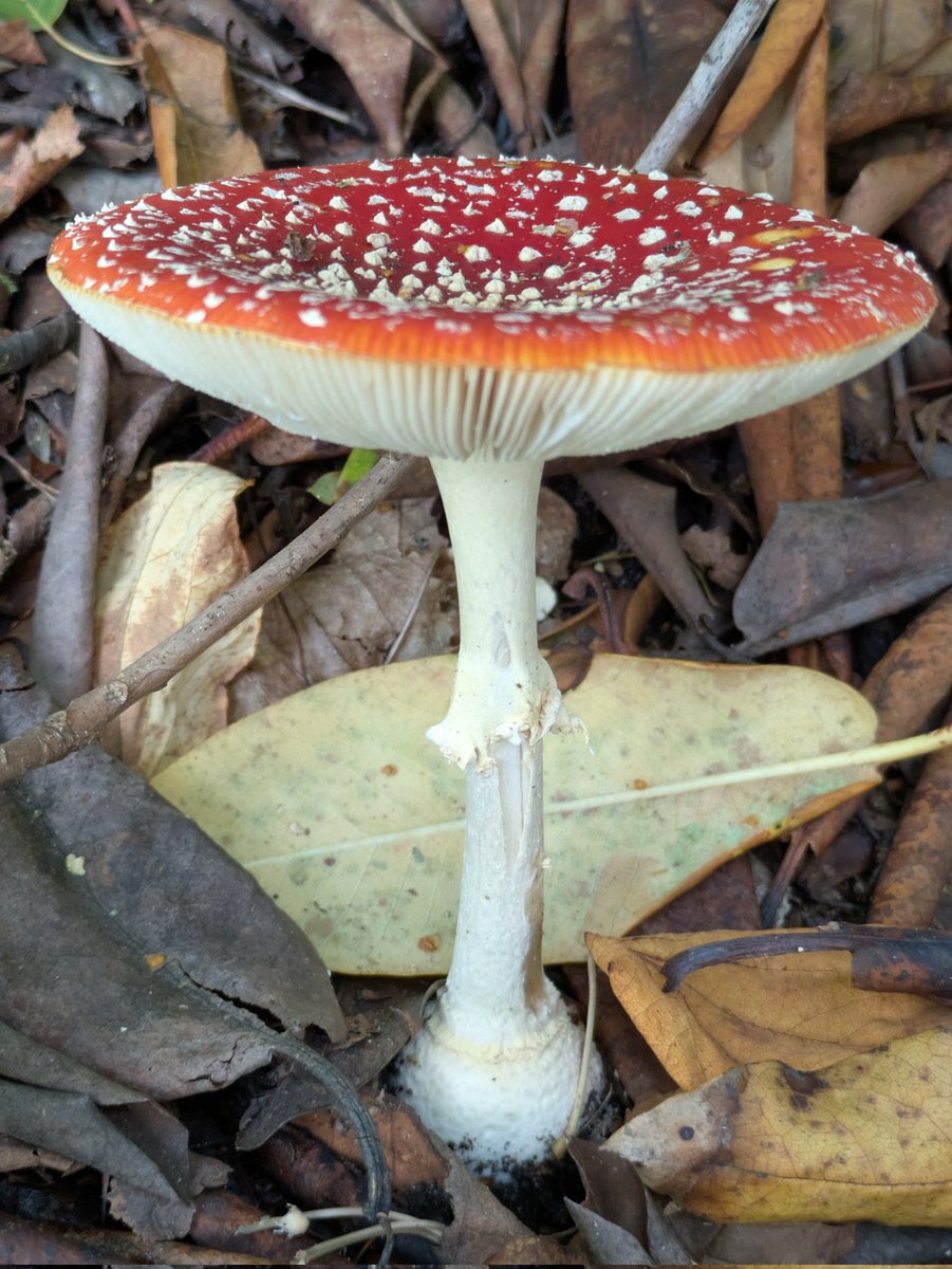 #MushroomMonday  Enormous Fly Agaric (Amanita muscaria) seen at Tatton Park recently. Thanks for the heads-up <a href="/s4r4h_l/">Sarah L</a> .