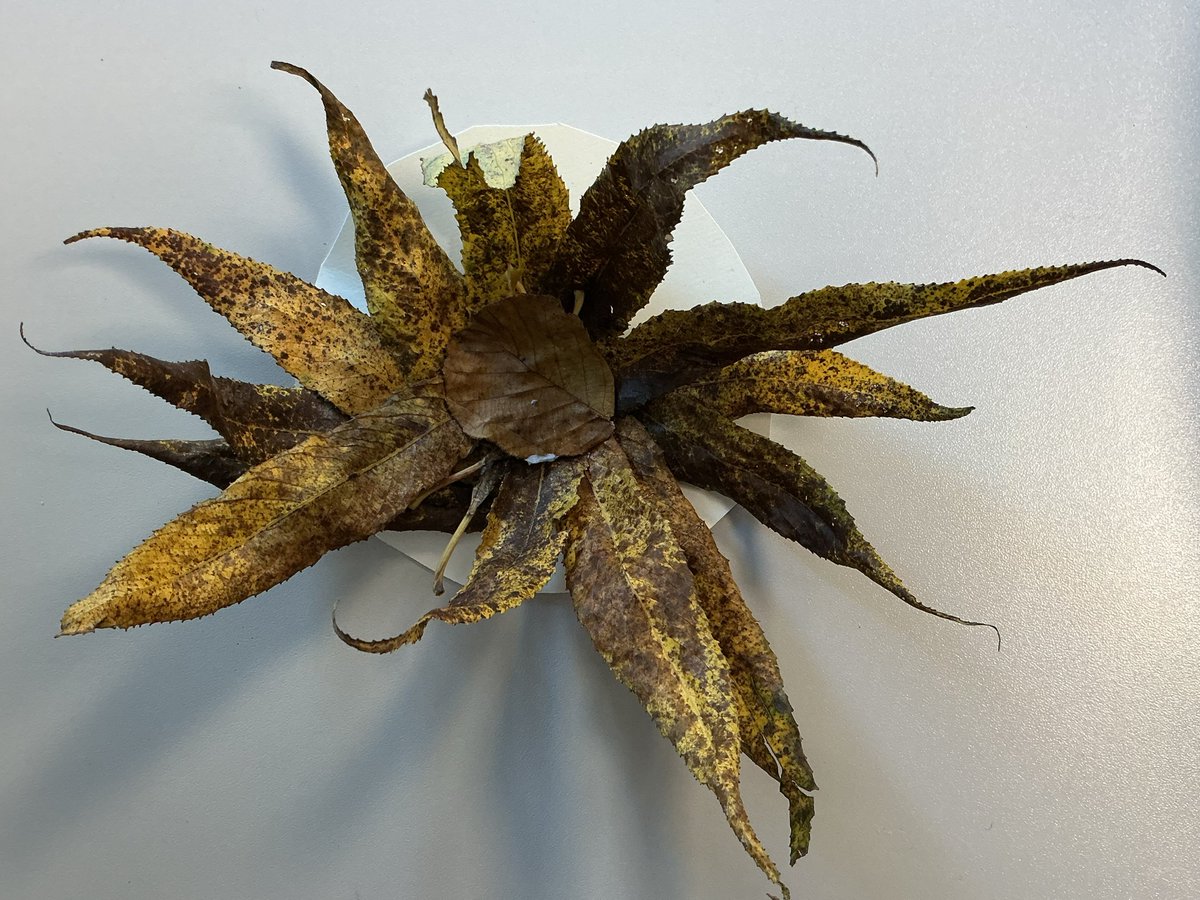 Millfield Prep Boarding tweet media