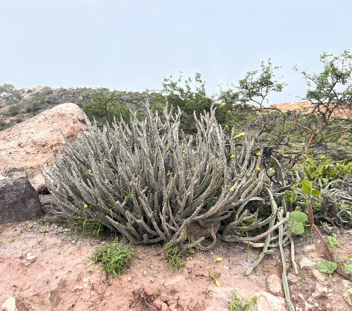 ضجع أشرعين من النباتات المحلية في ظفار وقد عملت دراسات حول فوائدة كمضاد للاكسده ودوره في كبح بعض انواع السرطان وامراض الدم .          Anti-hemolytic Activity and Antioxidant Studies of Caralluma quadrangula: Potential for Nutraceutical Development in Cancers and Blood Disorders