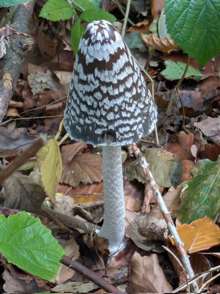 #MushroomMonday Magpie Inkcap  (Coprinopsis nivea) seen in Lancaster.