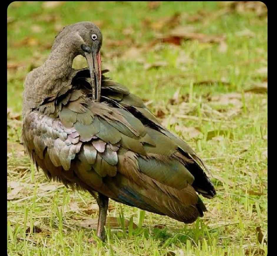 Status viewer omurungi reba enyawawa😄😄