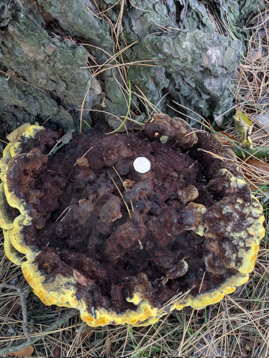 #MushroomMonday Enormous Dyer's Mazegill (Phaeolus schweinitzii) seen at Tatton Park recently. 20p gives an indication of size.