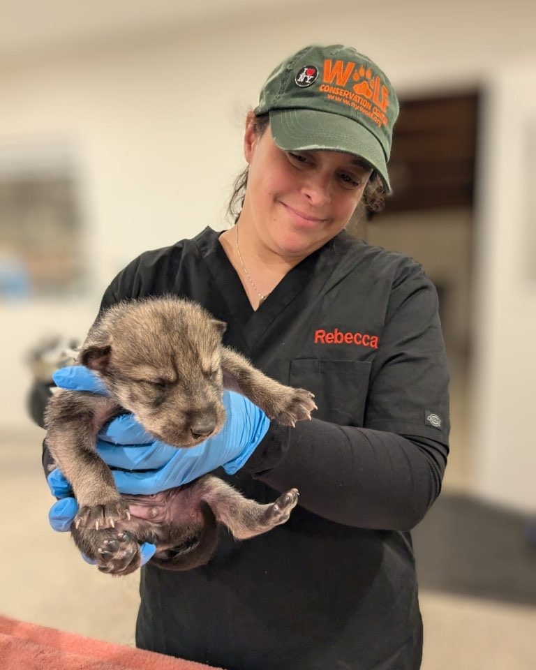 lighthawk_org's tweet image. 🛩️ Mexican Wolf Recovery Takes Flight!
LightHawk’s Wolf Pack volunteer pilots transported pups from breeding centers to wild dens in NM—boosting genetic diversity &amp;amp; giving them a new start in the wild.

One of North America’s great recovery stories. 💙
#LightHawk #MexicanWolf