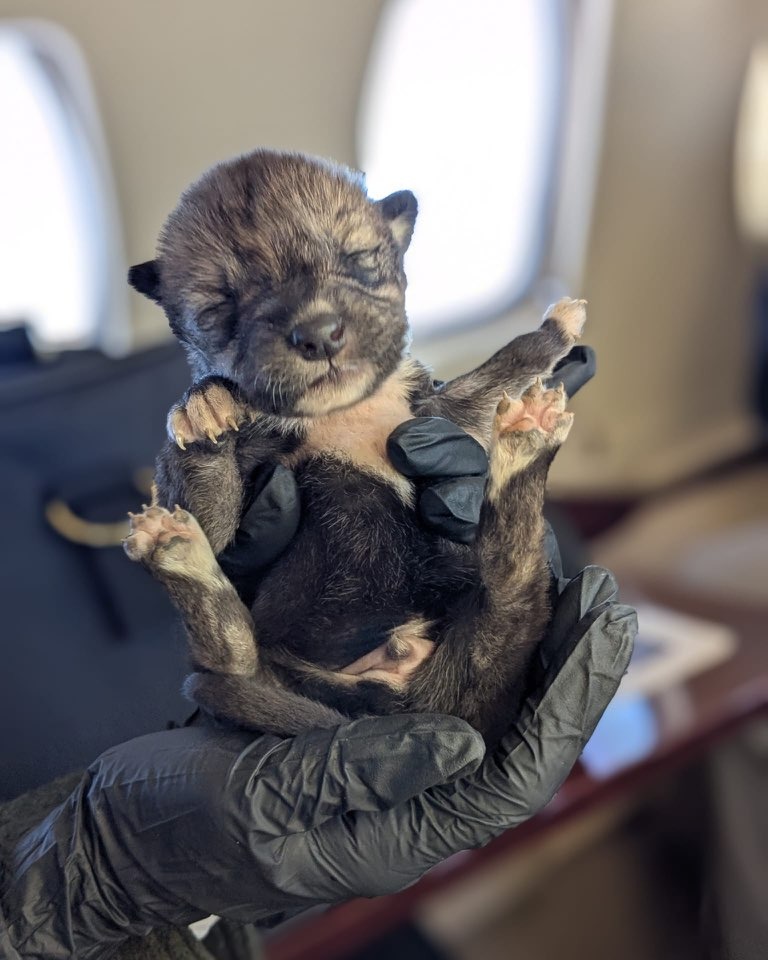 lighthawk_org's tweet image. 🛩️ Mexican Wolf Recovery Takes Flight!
LightHawk’s Wolf Pack volunteer pilots transported pups from breeding centers to wild dens in NM—boosting genetic diversity &amp;amp; giving them a new start in the wild.

One of North America’s great recovery stories. 💙
#LightHawk #MexicanWolf