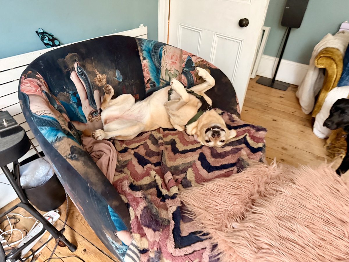 kwoade's tweet image. She sits here like this and watches me work #oddball