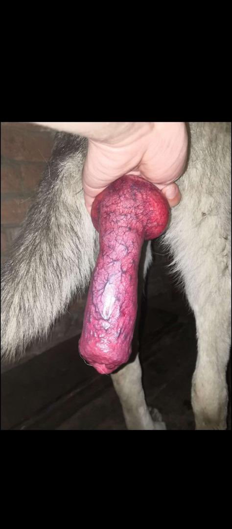 slutty_adira's tweet photo. Get Exclusive doggo🐾 dropbox videos and join my K9 premium channel to watch me get knotted🍆 hard 🐾💦😊 by my pup🍅💦
👇👇
https://t.co/onyPydP3Pc
#Bestdogknottingcontent
#interracial #beastporn
#girlsanddogs #evilangelporn #doggystyles #Beastmode #horselove #zoopositivity #k9 https://t.co/D9wSpbnu3R